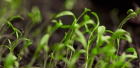 Grow Your Chillies Part 1