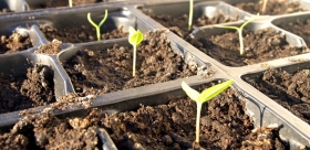 Grow Your Chillies Part 2