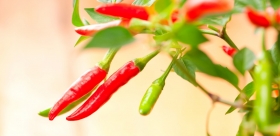 Grow Your Chillies Part 6